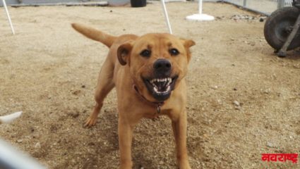 चक्क रुग्णालयातून भटक्या कुत्र्याने पळवले बाळ, रुग्णालयाचा निष्काळजीपणा समोर