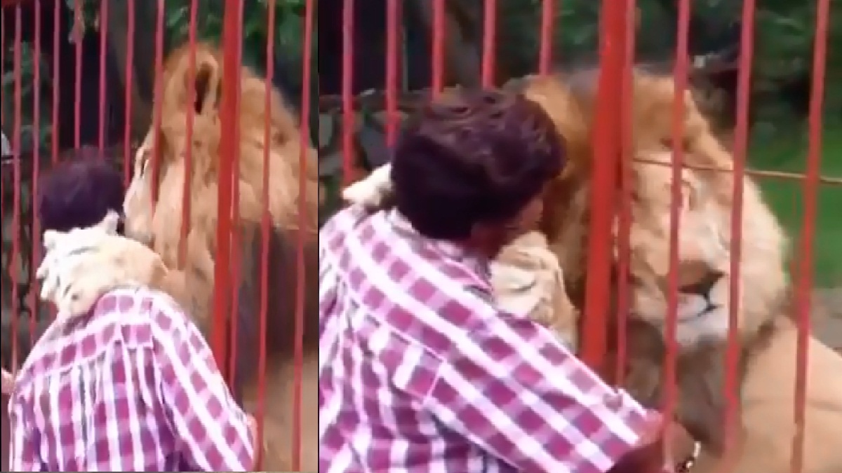 The Lion Gave The Woman A Sweet Kiss And Watch Video Nrms