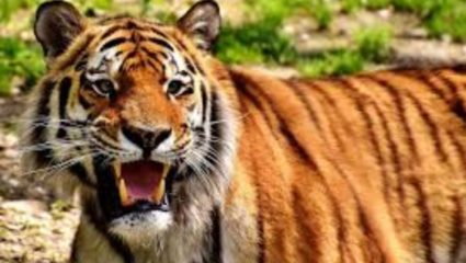 नाल्यावर पाणी प्यायला आलेल्या वाघाने व्यक्तीवर हल्ला करून ठार मारले; ताडोबा-अंधारी व्याघ्रप्रकल्पातील घटना
