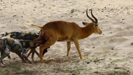 कुत्र्यांच्या हल्ल्यात काळविटाचा मृत्यू; पाठीवर आणि मांडीवर लचके तोडले