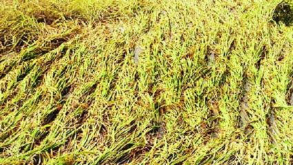 जोरदार पावसामुळे अनेक शेती, तरकारी पिके खराब; शेतकऱ्यांचे नुकसान