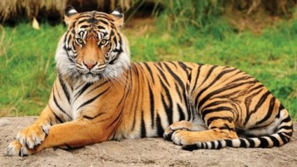 वाघाने पाडला वासराचा फडशा; तारासावंगा परिसरातील घटना