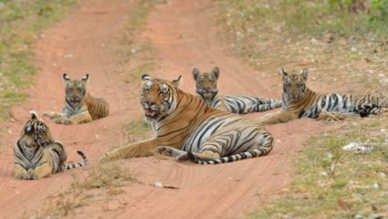 कोरोनामुळे प्राणी गणनेला दुसऱ्या वर्षीही खोडा; बुध्द पौर्णिमेला होणार नाही गणना