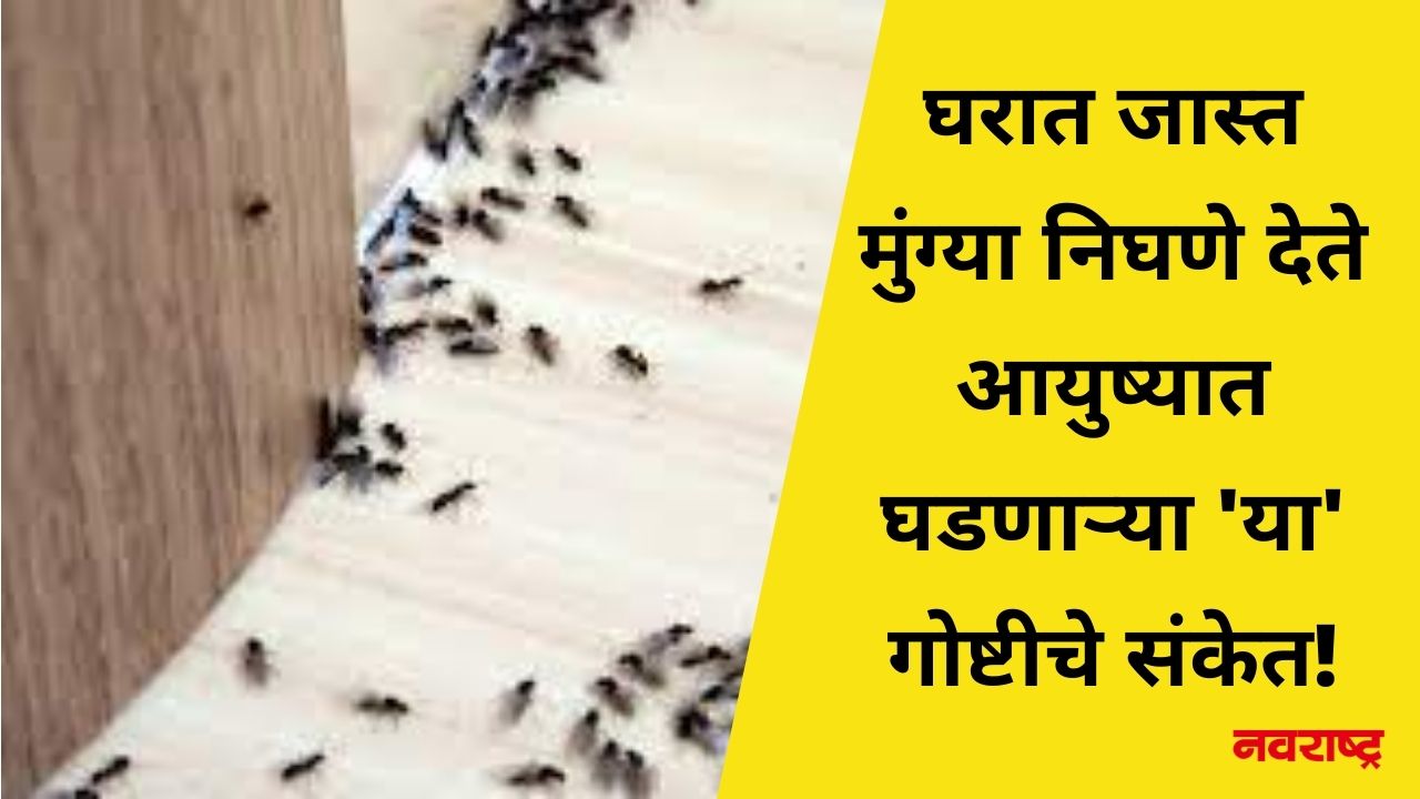 घरात जास्त मुंग्या निघणे देते आयुष्यात घडणाऱ्या ‘या’ गोष्टीचे संकेत!