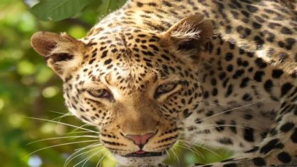 हायकोर्ट परिसरात आढळले बिबट्याचे वास्तव्य; वनविभागाच्या पथकाकडून परिसराची पाहणी