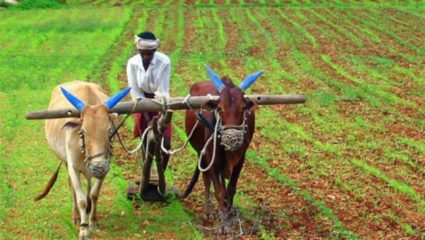 अतिवृष्टीमुळे बियाणं वाया जाईल; खरीपाच्या पेरणीसाठी वाट पाहा, कृषी विभागाचा सल्ला
