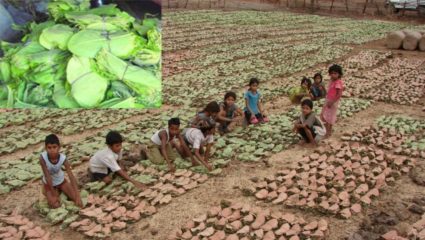 तेंदूपानांची ३०० कोटीची उलाढाल; महाराष्ट्रात २३ जिल्ह्यात उत्पादन केंद्रे, विदर्भ पहिल्या क्रमांकावर