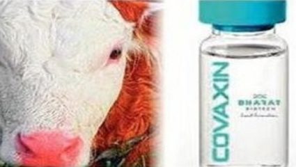 लसीसाठी वापरतात प्राण्यांचे सिरम; जाणून घ्या नेमकं कारण