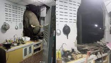 तो एवढा व्याकुळ झाला होता की, भूक अनावर झाल्याने हत्तीने तोडली किचनची भिंत; अन VIDEO झाला VIRAL