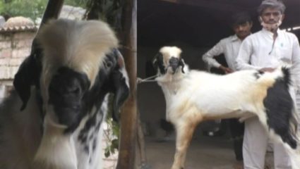 ‘टायगर’च्या खरेदीसाठी ग्राहक देणार का १ कोटी? जाणून घ्या वैशिष्ट्य