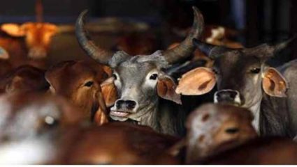 मुंब्रातील अवैध गुरांच्या कत्तलीची शहानिशा करा; मुंबई उच्च न्यायालयाचे ठाणे पोलीस आयुक्तांना निर्देश