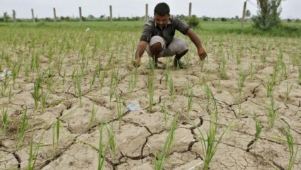 जिल्ह्यात पावसाची दगाबाजी; बियांचे कोंब वाळू लागल्याने शेतकरी चिंतेत