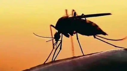 चिंता करण्याची गरज नाही! झिका आजाराची लागण झालेली महिला पूर्णपणे बरी