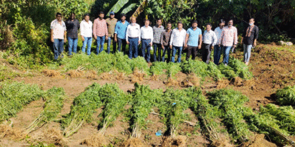 मुळशी तालुक्यात गांजाची शेती करणाऱ्या चौघांना अटक; आरोपीच्या घरातून १८ किलो गांजा पकडला