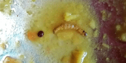 अंगणवाडी मुलांच्या जेवणात आढळल्या आळ्या