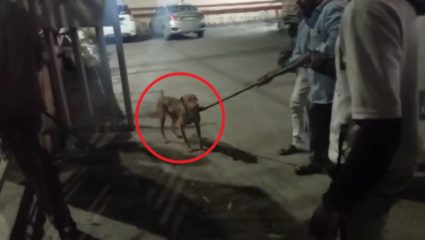 Thane Dog: ठाण्यात पिसाळलेल्या कुत्र्यांचा हैदोस; ५० जणांचा घेतला चावा