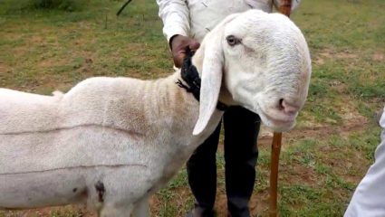 अबब ! फक्त एका मेंढीची किंमत सव्वा दोन लाखांहून अधिक