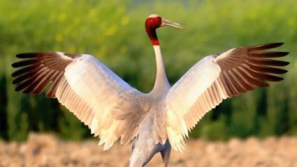 सारस पक्ष्यांच्या अधिवासाच्या संवर्धनासाठी पाणथळ प्रदेशाच्या सर्वेक्षणाचा, मुंबई उच्च न्यायालय नागपूर खंडपीठाचा आदेश 