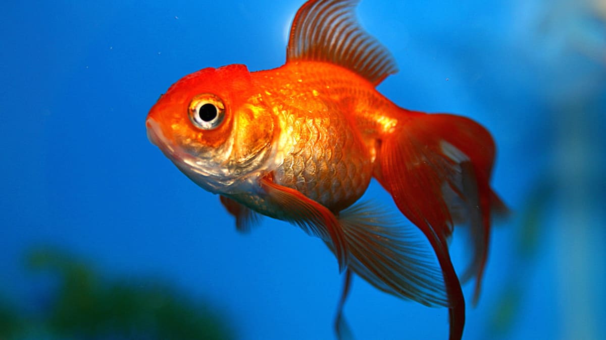 Goldfish Learn To Drive A Car In Israel Nrvk