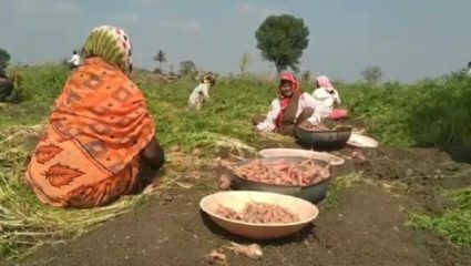 एक गाव गाजराचं; ७५ % शेतकरी पिढ्यानपिढ्या करतात गाजराची शेती