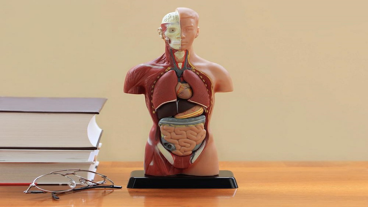 Scientists Have Found A New Organ In The Human Body
