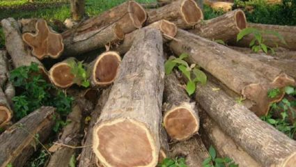 बैलगाड्यांसह लाकूड तस्करांची टोळी गडचिरोली वनविभागाच्या ताब्यात