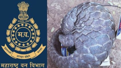 दुर्मिळ खवल्या मांजराची तस्करी, गुप्तधन शोधण्यासाठी करत होते उपयोग, दोन आरोपींना अटक