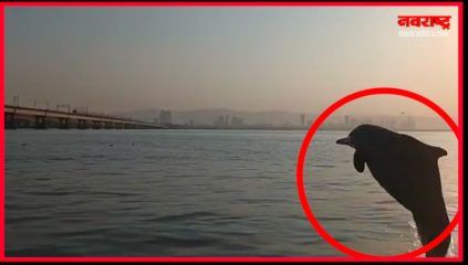 नवी मुंबईतील सारसोळे खाडीत डॉल्फिनचे दर्शन; पहा VIDEO