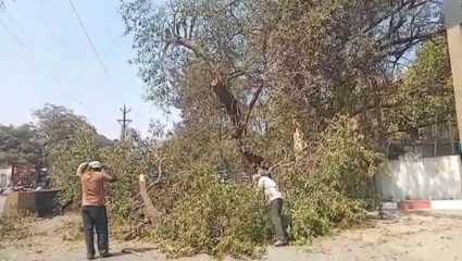झाडांवर चढून आंदोलनं करू नये म्हणून बीड जिल्हा प्रशासनाकडून झाडं तोडणी मोहीम