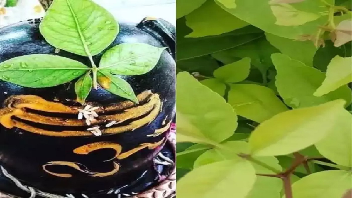 Mahashivratri Know 5 Surprising Health Benefits Of Chew Bel Patra Or Bilva Leaves Know The Full Story Details In Marathi Nrvb