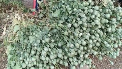 उस्मानाबादमध्ये ४०० किलो अफूची झाडं जप्त, वाशी तालुक्यातील दोन शेतकऱ्यांना अटक