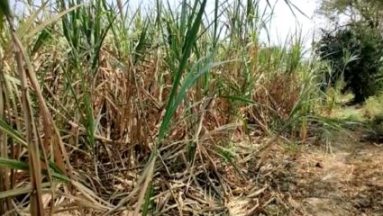 दोन टप्प्यातील एफआरपी रक्कमेला शेतकऱ्यांचा विरोध