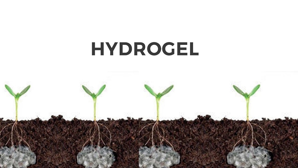 Agriculture Will Not Dry Up Without Water Hydrogel Will Be A Lifeline For Crops