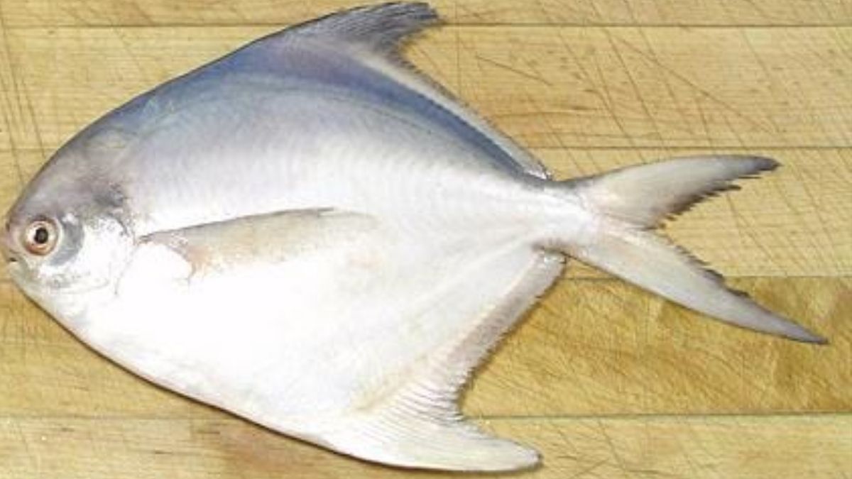 Sea fish to Buldhanekar's throat! Waiting for a job by selling live fish at the doorstep, a successful experiment by an experimenter