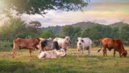 वाढत्या तापमानाचा दूध उत्पादनावर परिणाम; दुधाची कमतरता भासणार?