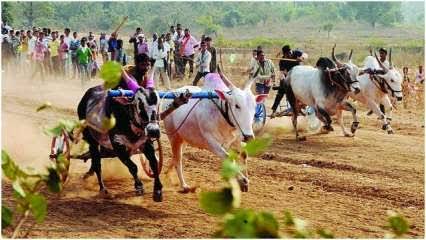 बैलगाडा शर्यतींमधले खटले मागे घेणार…