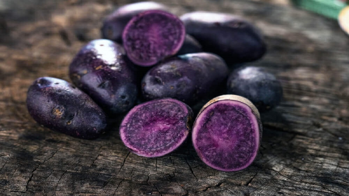 Successful Planting Of Purple Potatoes Great For Health As Well As Taste Nrvk