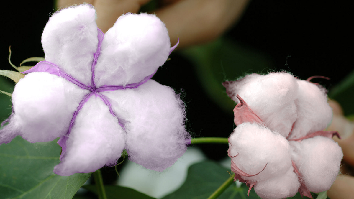 Scientists Discover Colorful Cotton Developed It Is Possible To Make Colored Garments Directly Nrvk