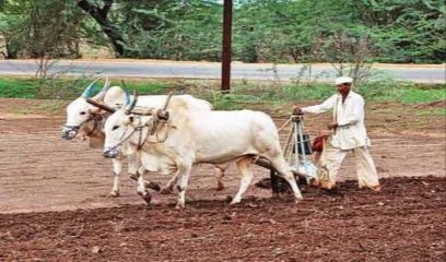 आजचा दिवस म्हणजे शेतकऱ्यांच्या जीवनातील ‘सोनेरी क्षण’ पण याच दिवशी त्यांना करावं लागतं ‘हे’ काम