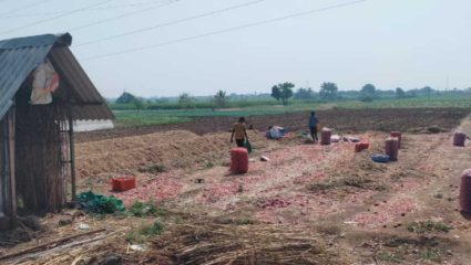 कांदा साठवणुकीकडे शेतकऱ्यांचा कल; बाजारभाव कोसळले