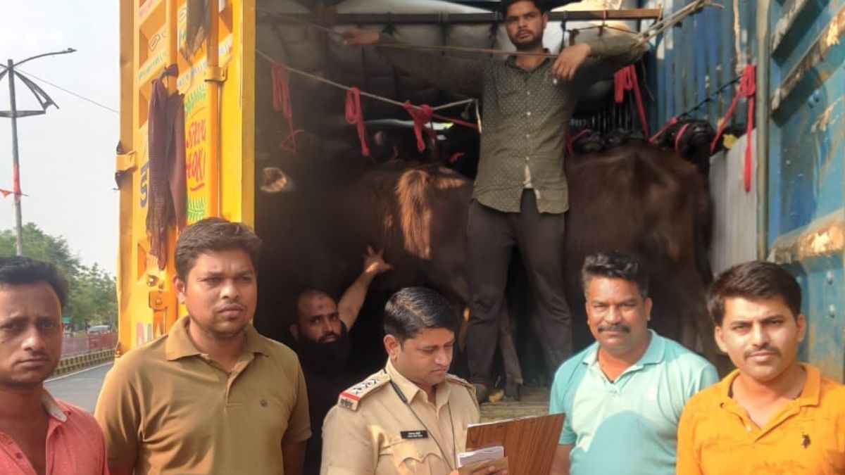 म्हशीची अवैध वाहतूक करणारे तिघे गजाआड, २३ लाख ४९ हजारांचा मुद्देमाल जप्त Three persons involved in illegal transportation of buffaloes were seized, while goods worth Rs 23 lakh 49 thousand were seized