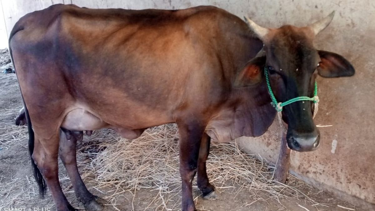 Cows Belching Causes Global Warming