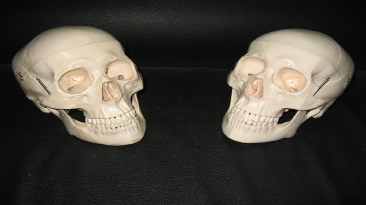 Scientists Have Developed A Transparent Artificial Skull A Special Experiment Was Performed On Rats Nrvk