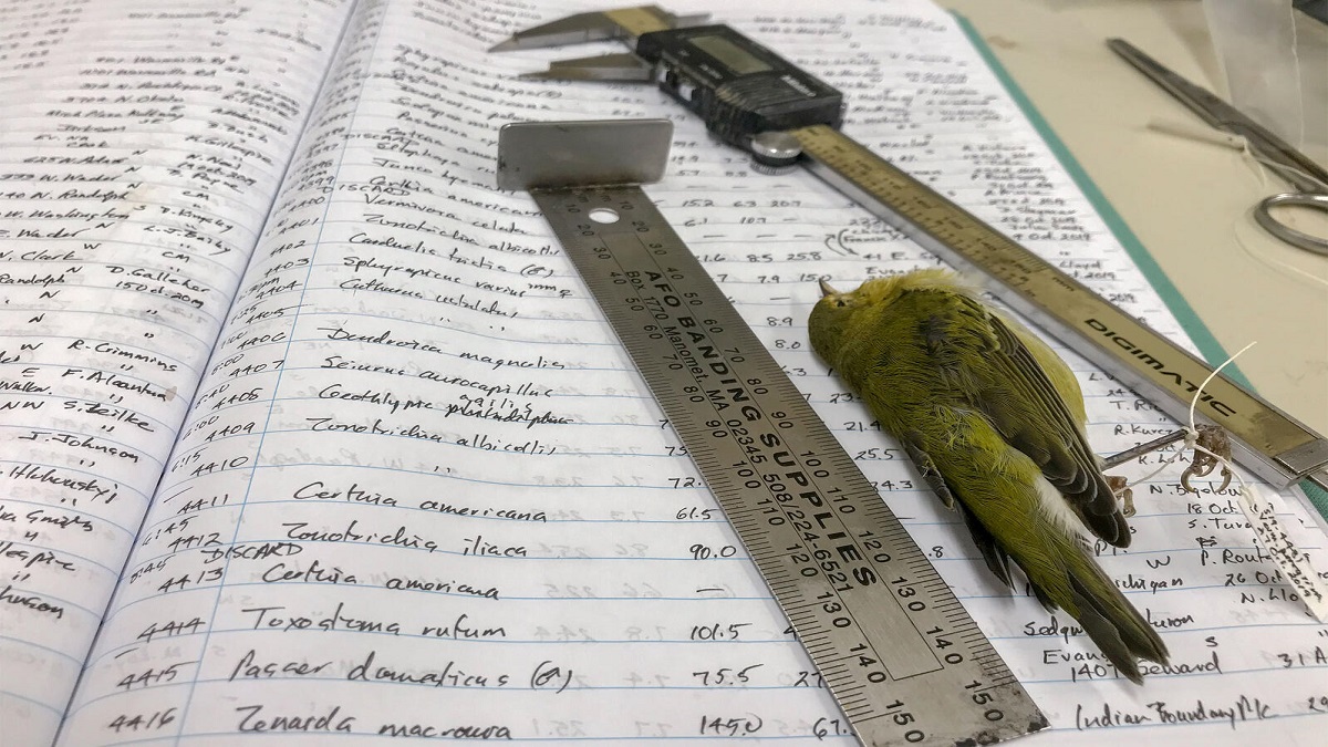 Global Warming Changes Bird Sizes Researchers Point Out The Shocking Fact Nrvk