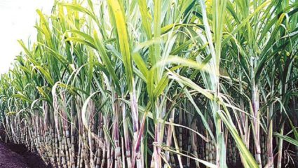 ९० लाख टन अतिरिक्त ऊसाचा साखर आयुक्तांना ताण!  दीड महिन्यात गाळप पूर्ण करण्याचे आव्हान