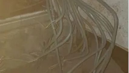 काही समाजकंटकांनी सिग्नलच्या वायर,लोकेशन बॉक्स तोडल्यामुळे हार्बर लाईनवरीव सेवेवर परिणाम
