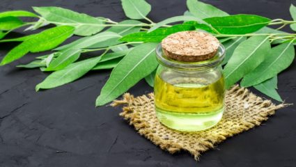 मधुमेह ते सुंदर त्वचा; निलगिरीच्या तेलाचे आहेत अनेक फायदे, वाचा संपूर्ण माहिती