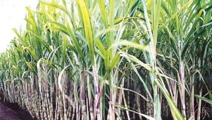 लातूरात जिल्ह्यात दीड हजार हेक्टर क्षेत्रात ऊस शिल्लक; शेतकरी चिंतेत