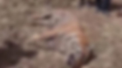 सीनाळा जंगलातील सर्वात वयोवृद्ध वाघाचा मृत्यू, वन्यजीवप्रेमी व्यथित