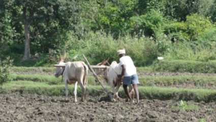 राज्यातील ‘या’ भागात पावसाने घेतली उसंत, शेतकऱ्यांना काहीसा दिलासा
